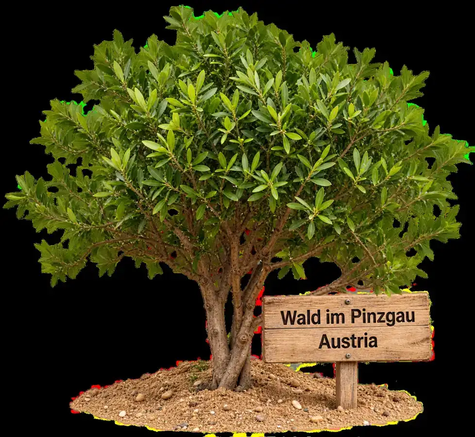 Olive tree representing a participating Lions club